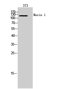 Mucin 1 Polyclonal Antibody[41