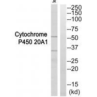 Cytochrome P450 20A1 Antibody[