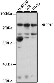 NLRP10 Rabbit Polyclonal Antib