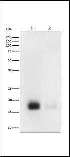 Phospho-eIF4EBP1/2/3 (T46+T46+