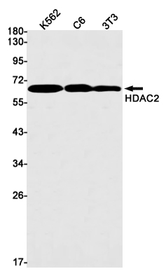 HDAC2 Rabbit mAb[52328]