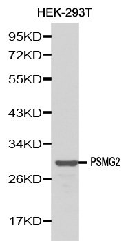 PSMG2 antibody[38143]