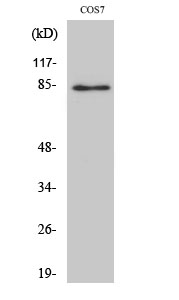 Stat1 Polyclonal Antibody[4146