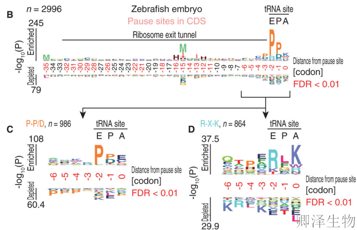 【Disome-seq-经典研究】 |核糖体