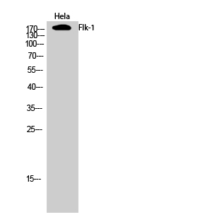 Flk-1 Polyclonal Antibody[4092