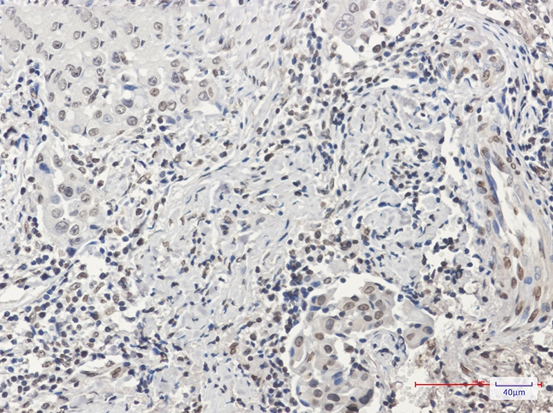 Histone H3 Rabbit mAb[52334]