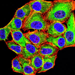 MYLK Mouse mAb[63977]