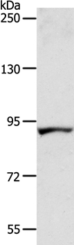ACAD11 Antibody[36016]