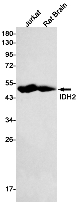 IDH2 Rabbit mAb[52355]