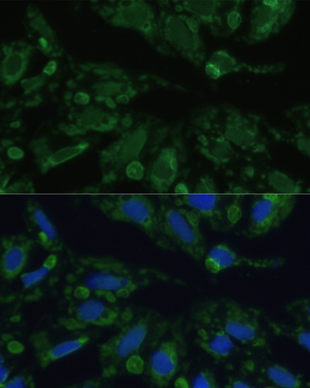 产品细节图片19