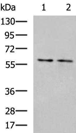 FAR2 Antibody[36466]