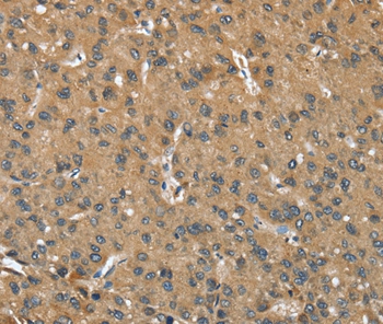 OPRD1 Antibody[37527]
