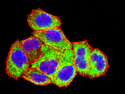 ITGA1 Mouse mAb[63794]