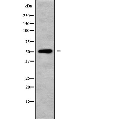 ATXN10 Antibody[45777]