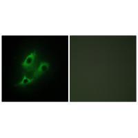 SERC2 Antibody[34036]