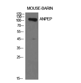 CD13 Polyclonal Antibody[41945