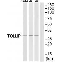 TOLLIP Antibody[35328]
