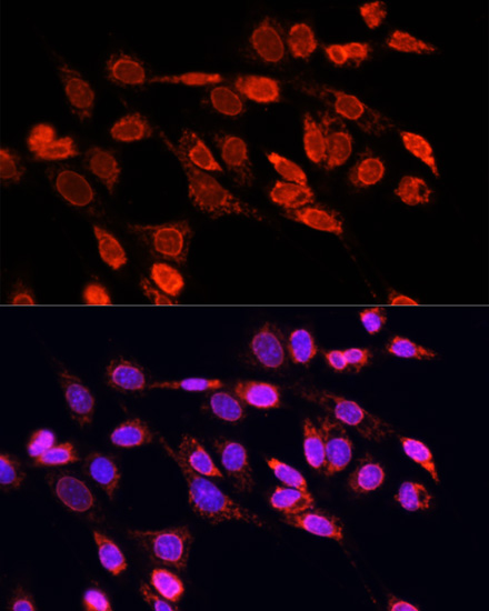 EIF4EBP1 antibody[38227]