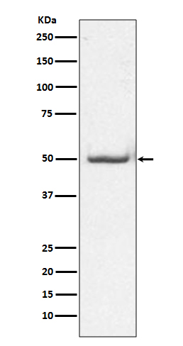 c-Jun (Phospho-Thr91) Rabbit m