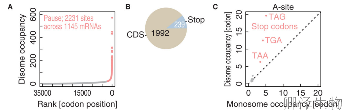 【Disome-seq-经典研究】 |核糖体