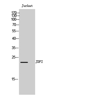 JDP2 Polyclonal Antibody[41083