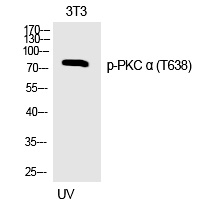 PKC α (Phospho-Thr638) Polyclo