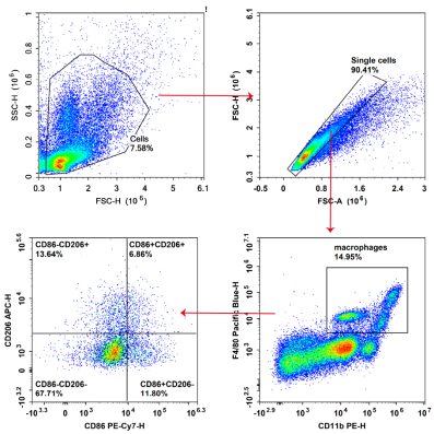 C57腹腔炎症小鼠取腹水样本染色并使用流式细胞仪检测分析巨噬细胞的功能分型