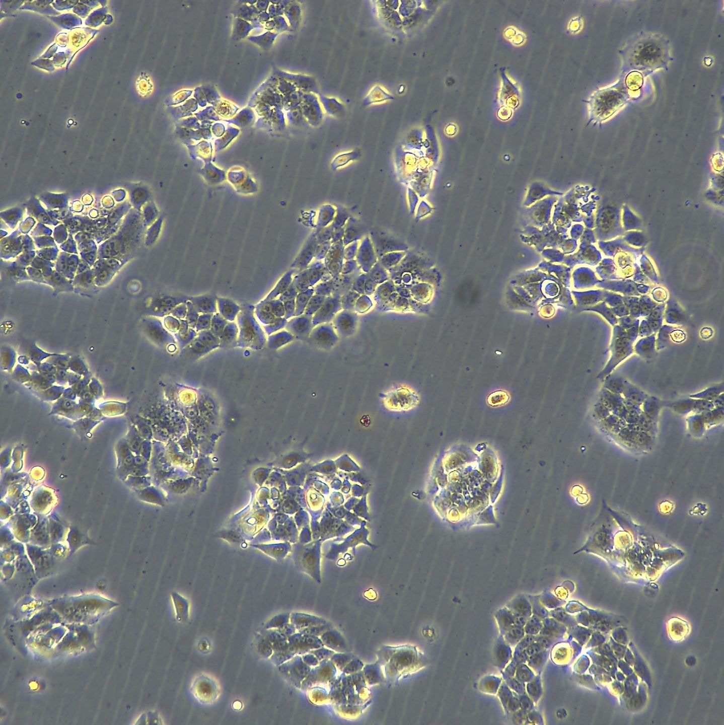 浙江(杭州)美森 人膀胱移行细胞BFTC905现货