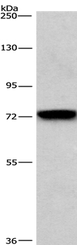 BCAM Antibody[36328]
