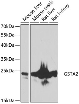 GSTA2 Rabbit Polyclonal Antibo