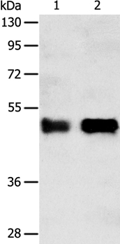 SERPINA5 Antibody[35991]