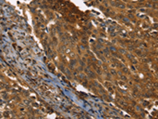 PPIA Antibody[43321]