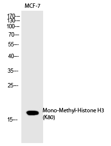 Histone H3 (Mono-Methyl-Lys80)