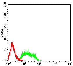 GRM8 Mouse mAb[63700]