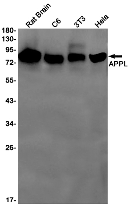 APPL Rabbit mAb[52152]