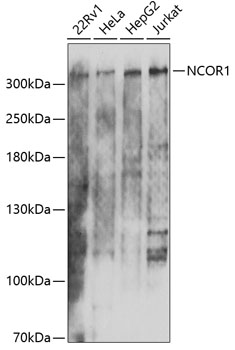 NCOR1 Rabbit Polyclonal Antibo