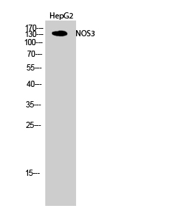 NOS3 Polyclonal Antibody[41251