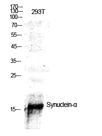Synuclein-α Polyclonal Antibod