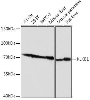 KLKB1 Rabbit Polyclonal Antibo
