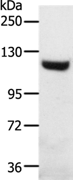 SLC24A1 Antibody[37245]