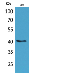 Pax-5 Polyclonal Antibody[4171