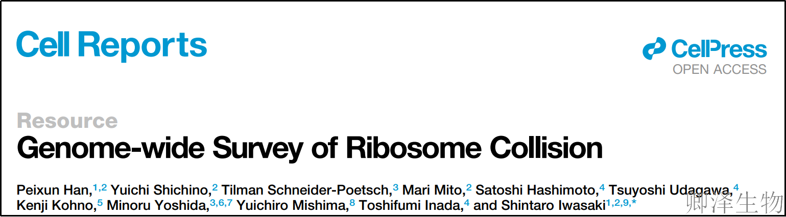 【Disome-seq-经典研究】 |核糖体"堵车"全基因组图谱：Disome-seq技术揭示翻译暂停新机制