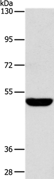SPTLC1 Antibody[36175]