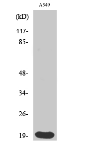 Histone 1.0 Polyclonal Antibod