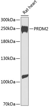 PRDM2 Rabbit Polyclonal Antibo