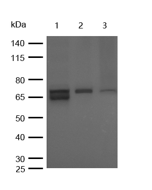 Raf1 (Phospho-Ser43) Rabbit mA