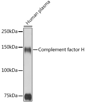 CFH antibody[38390]