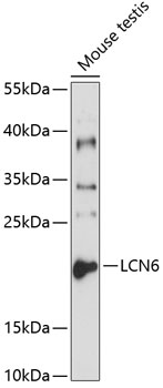 LCN6 antibody[38214]