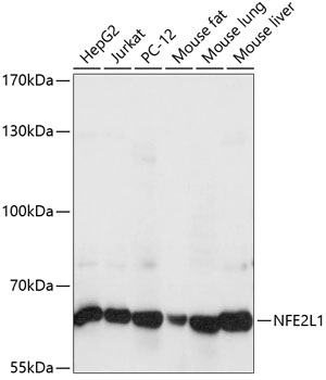 NFE2L1 Polyclonal Antibody[291