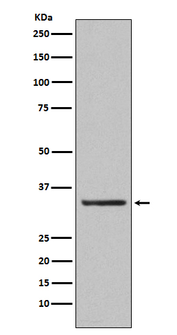 Orai1 Rabbit mAb[56242]